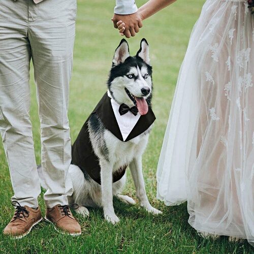 Wedding tuxedo for a dog