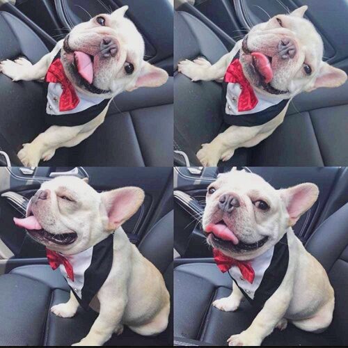 Dog Wedding tie suit