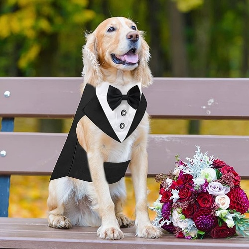 Wedding dog tuxedo vest Two-piece set Tuxedo and bandana in a classic and especially flattering design for the important moments of the big day