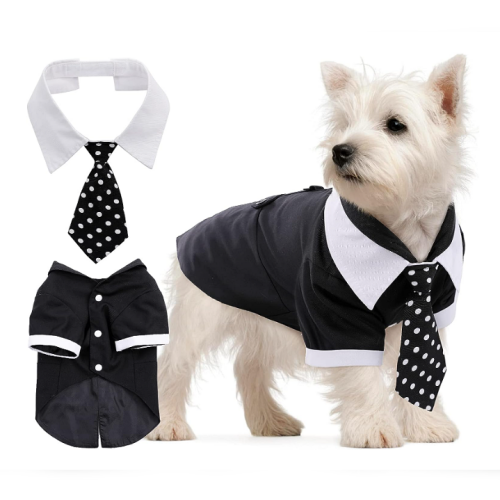 Groom suit for a dog with an elegant striped tie...