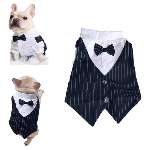 Dog tuxedo bulldog Luxurious and elegant suit with a buttoned striped vest, a white shirt and a sweet bow tie – Perfection!