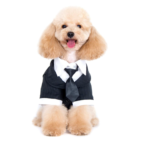 Dog wedding tuxedo uk Formal suit with black tie and...
