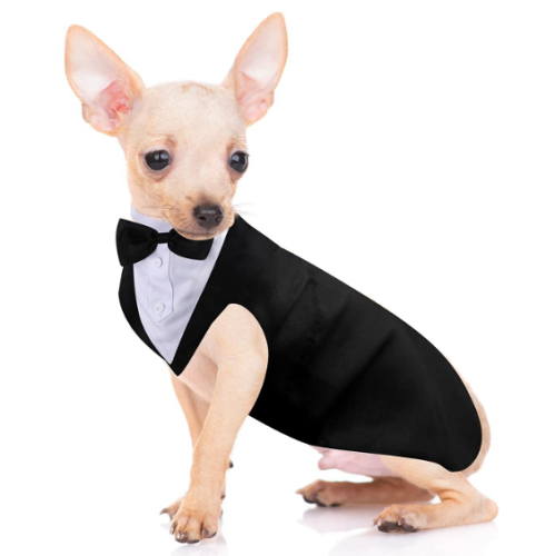 Dog tuxedo ring bearer in a particularly spectacular style Suitable...